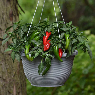 Peppers for Containers