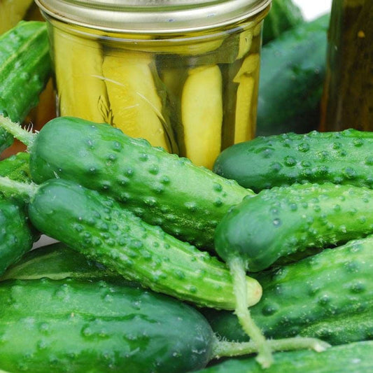 Pickling Cucumber Plant Seeds