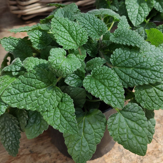 New Herbs