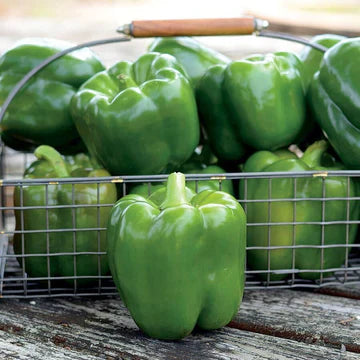 Bell Pepper Seeds