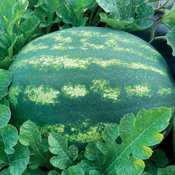 Fruit Seeds & Plants