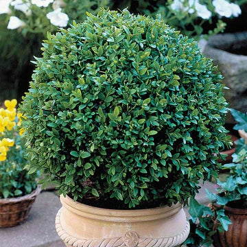 Evergreen Shrubs