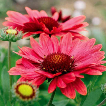 Sun Perennials