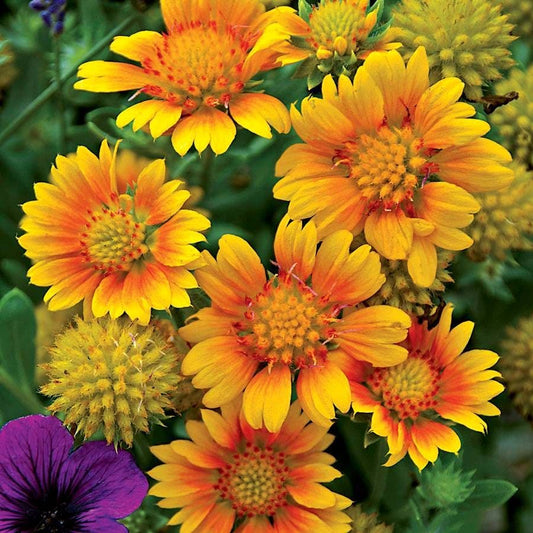 Perennial Plants