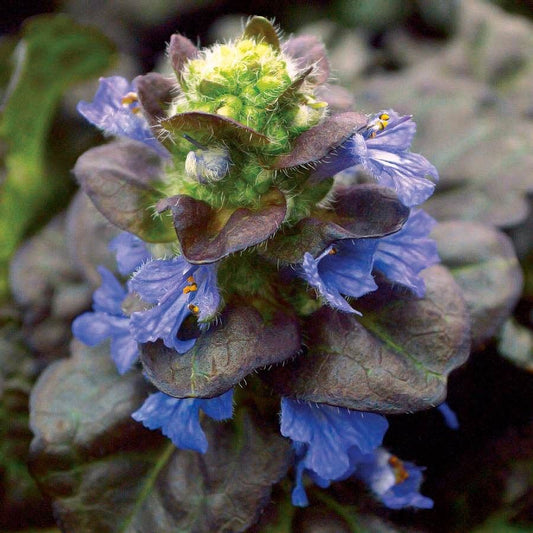 Limited Quantity Plants & Bulbs