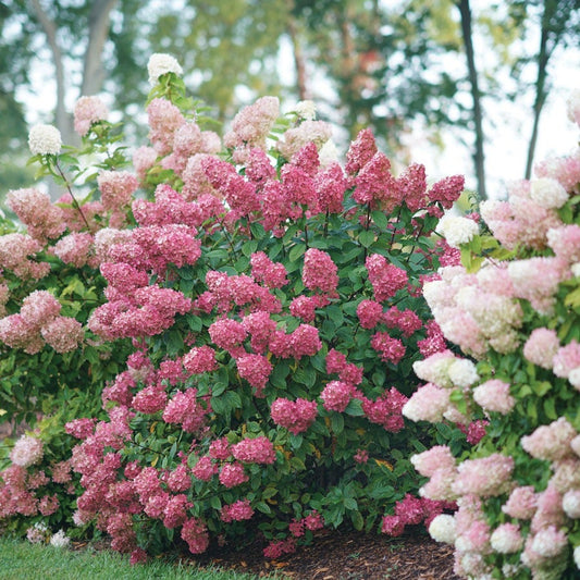 Hydrangea Bushes