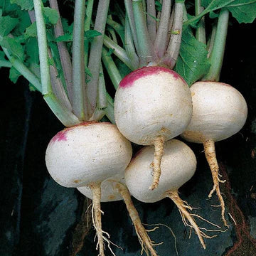 Turnip Seeds
