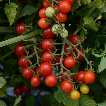 Cherry Tomatoes