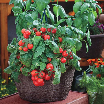 Tomatoes for Containers