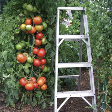 Exclusive Tomatoes