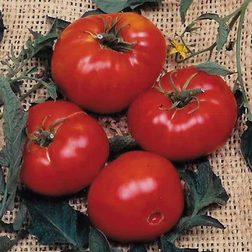 Heirloom Tomato Seeds