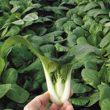 Pak Choi Seeds