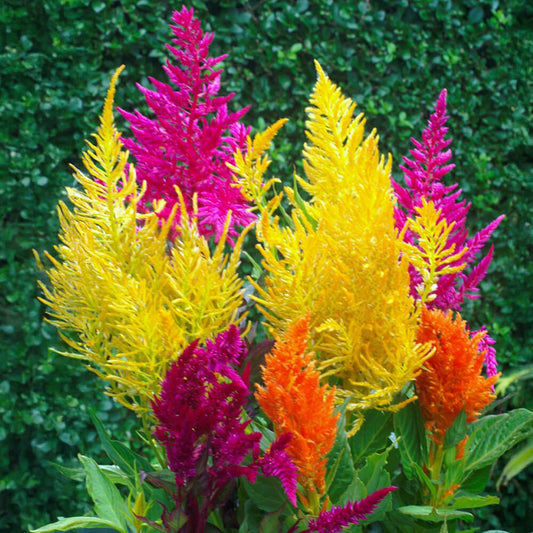 Pampas Plume Celosia Seeds