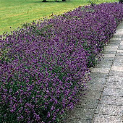Munstead Lavender Heirloom Seeds