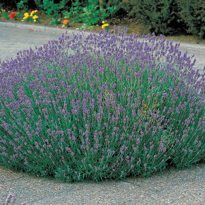 Munstead Lavender Heirloom Seeds