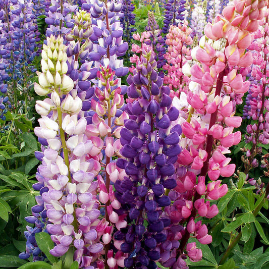 Russell Lupine Seeds