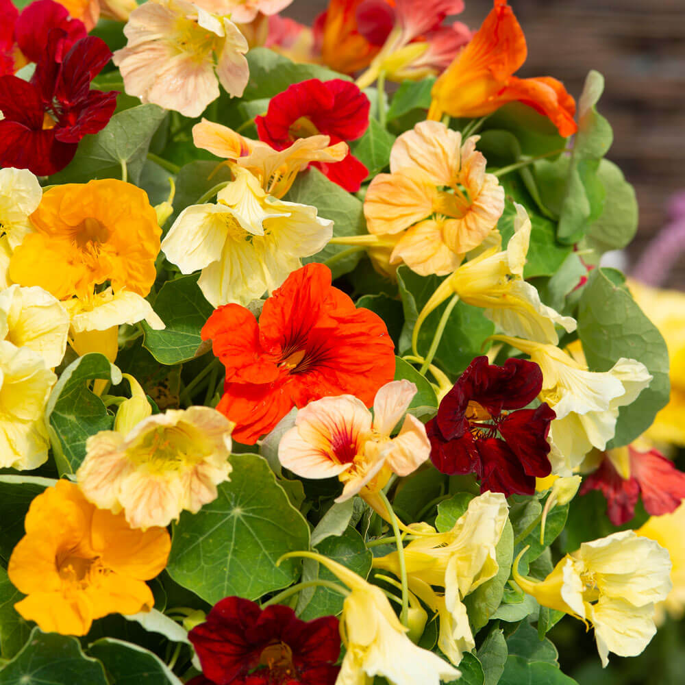 Tip Top Alaska Nasturtium Seeds