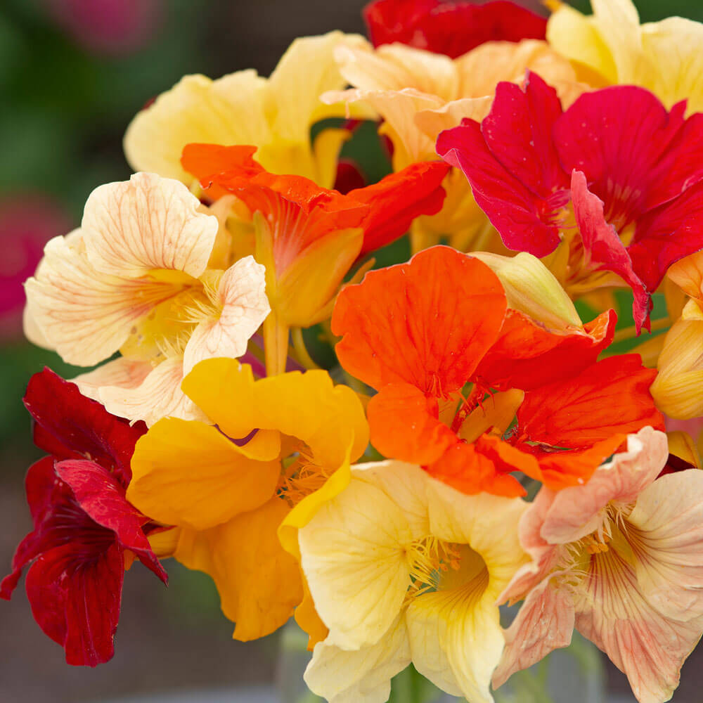 Tip Top Alaska Nasturtium Seeds