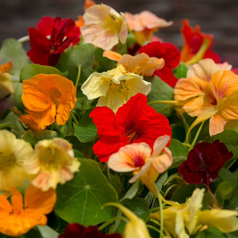 Tip Top Alaska Nasturtium Seeds