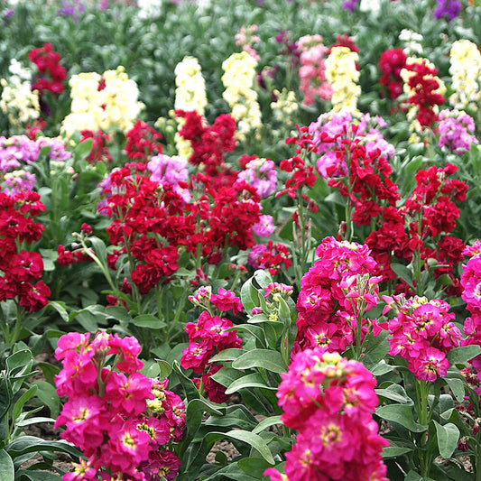 Giant Imperial Mix Stock Seeds