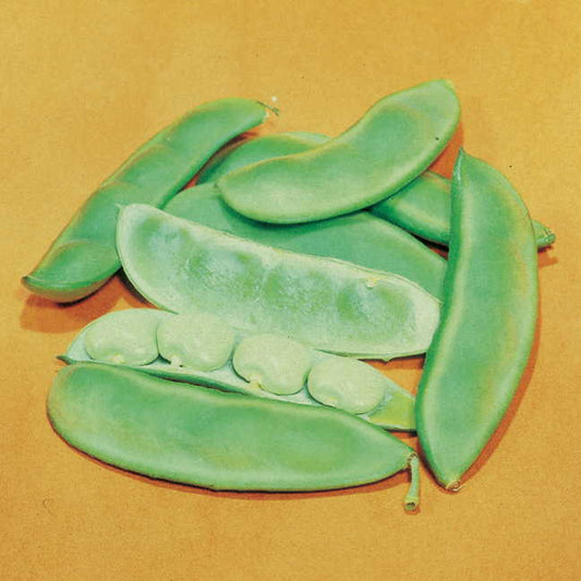 Fordhook 242 Lima Bean Seeds
