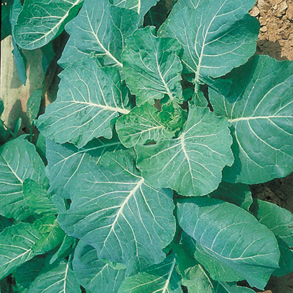 Georgia Collards Seeds