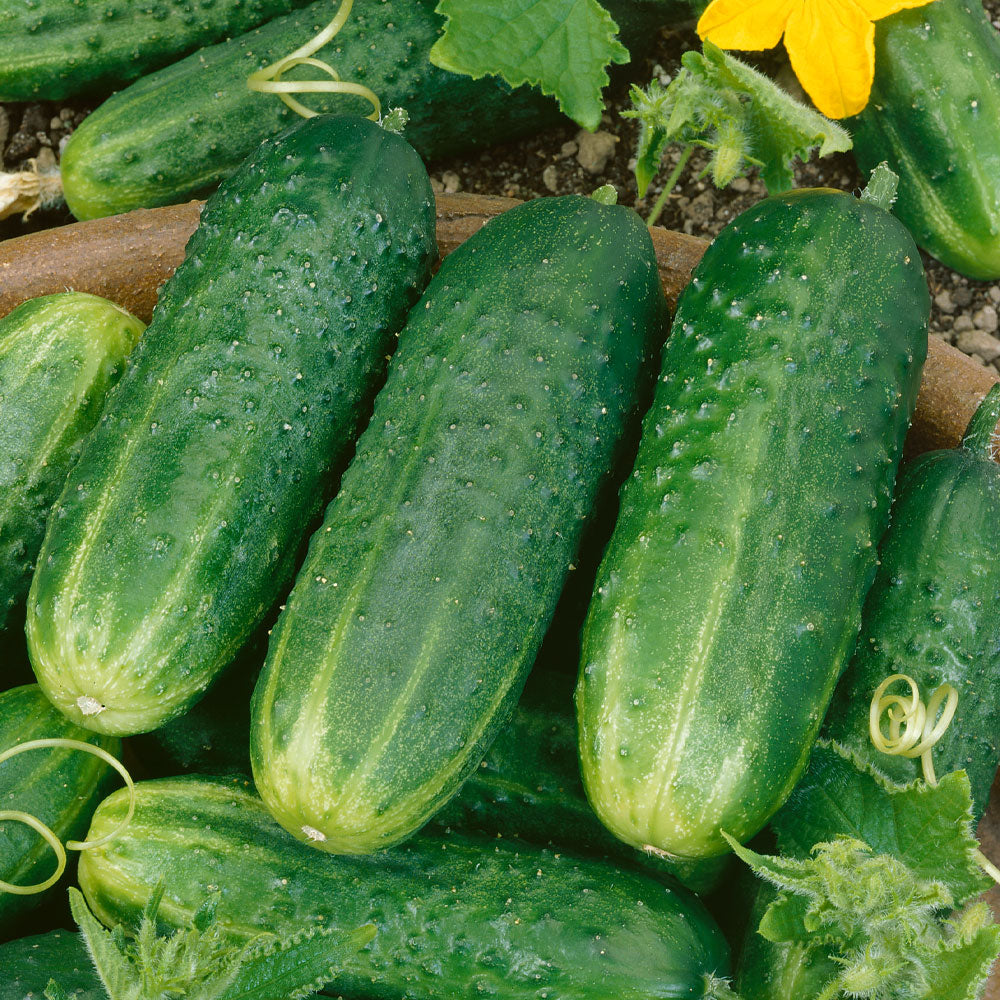County Fair Hybrid Cucumber Seeds
