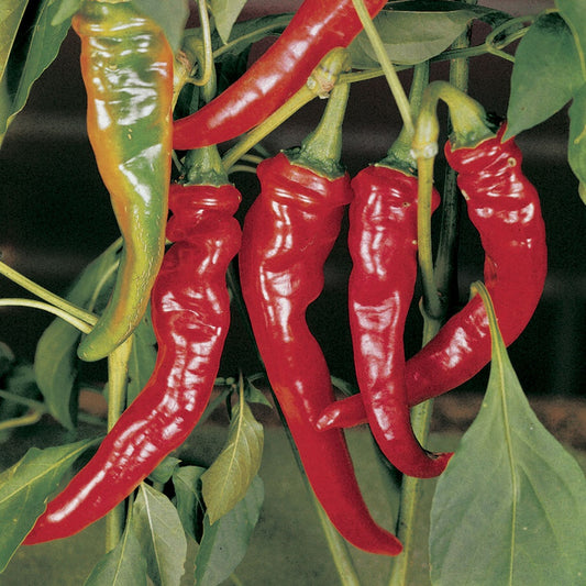 Long Red Slim Cayenne Pepper Seeds