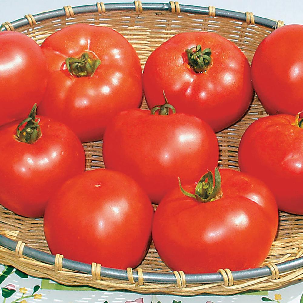 Amelia VR Hybrid Tomato Seeds