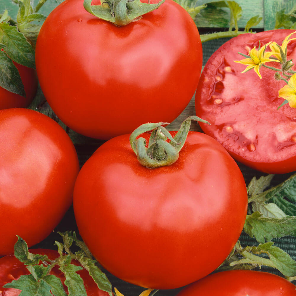 Determinate Tomatoes – Park Seed