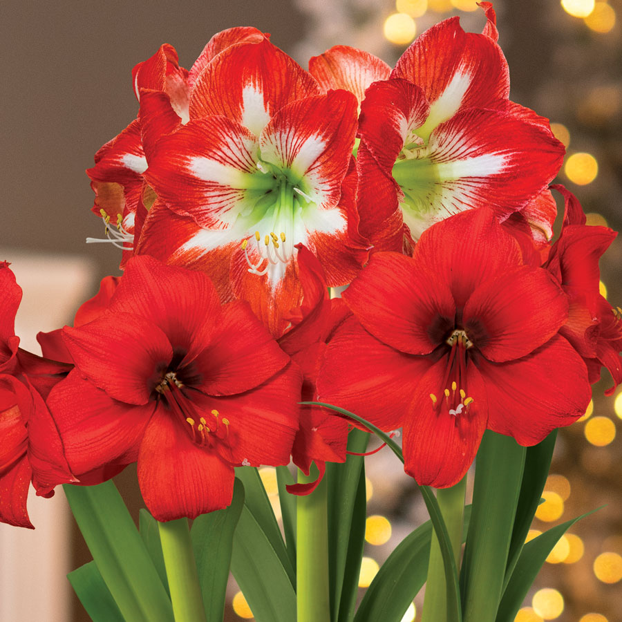 Holiday Cheer Red Lion and Minerva Amaryllis Trio Gift
