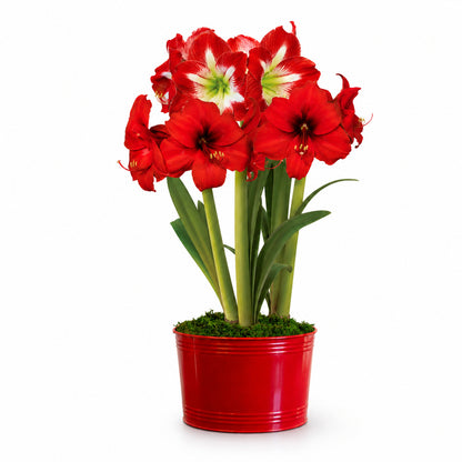 Holiday Cheer Red Lion and Minerva Amaryllis Trio Gift