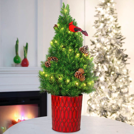 Nature's Finest Potted Christmas Tree