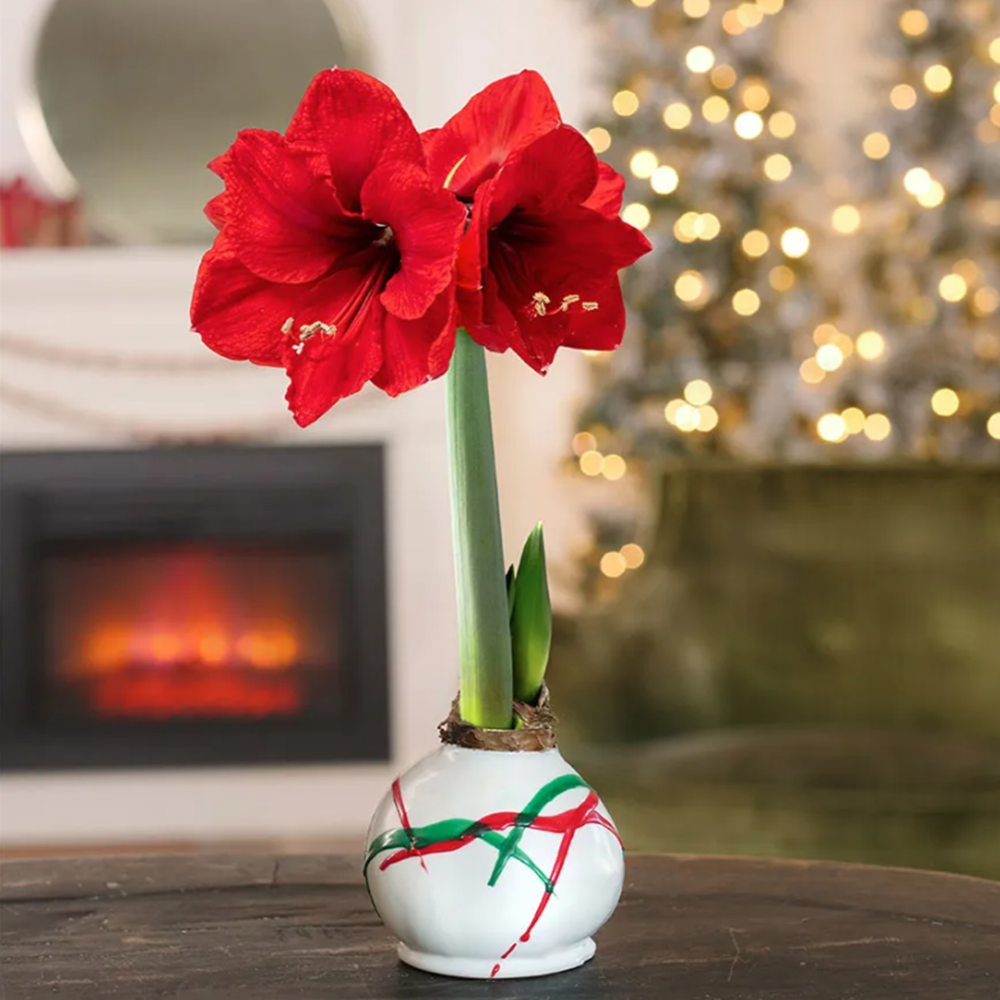 Peppermint Twist Waxed Amaryllis Bulb Red Lion Flower