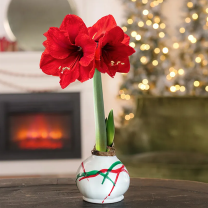 Peppermint Twist Waxed Amaryllis Bulb Red Lion Flower