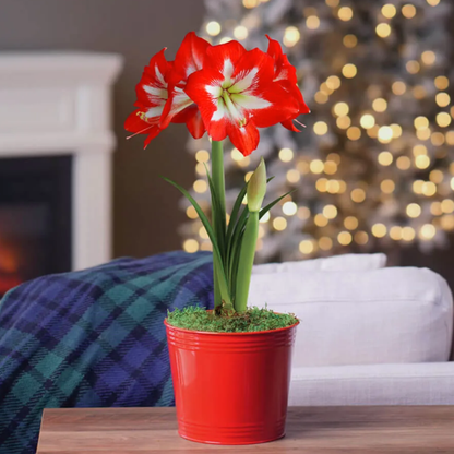 Merry and Bright Single Cocktail Potted Amaryllis Bulb Gift