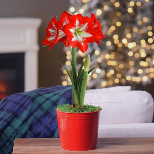 Merry and Bright Single Cocktail Potted Amaryllis Bulb Gift