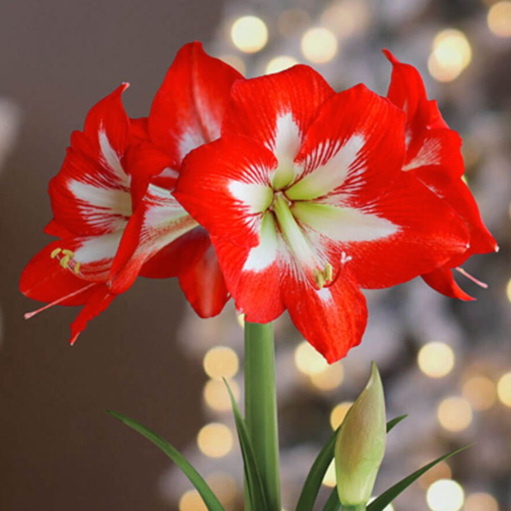 Merry and Bright Single Cocktail Potted Amaryllis Bulb Gift