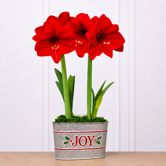 Joyful Winter Red Lion Amaryllis Bulb Duo Gift