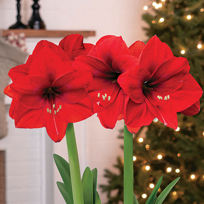 Joyful Winter Red Lion Amaryllis Duo Gift