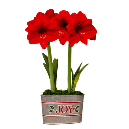 Joyful Winter Red Lion Amaryllis Duo Gift