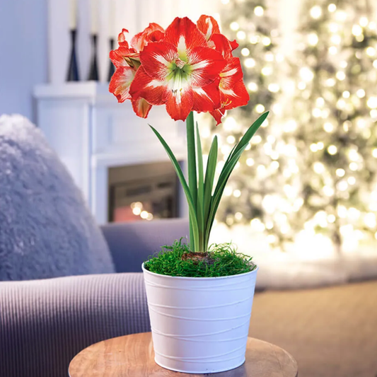 Snow Drift Single Minerva Potted Amaryllis Bulb Gift