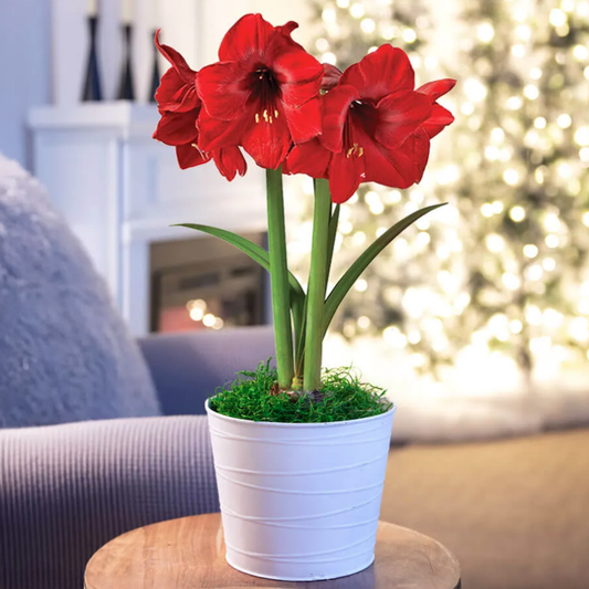 Snow Drift Single Miracle Potted Amaryllis Bulb Gift