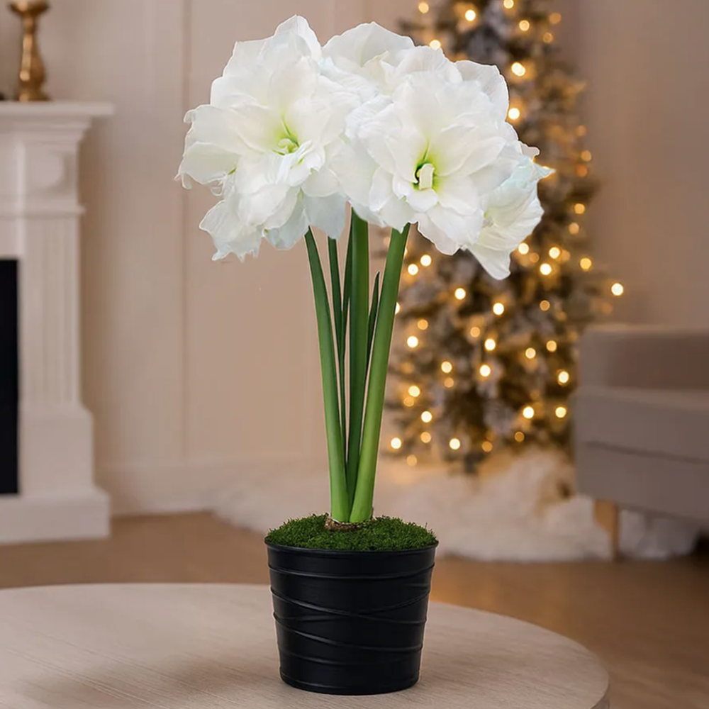 Silent Night Single Alfresco Potted Amaryllis Bulb Gift