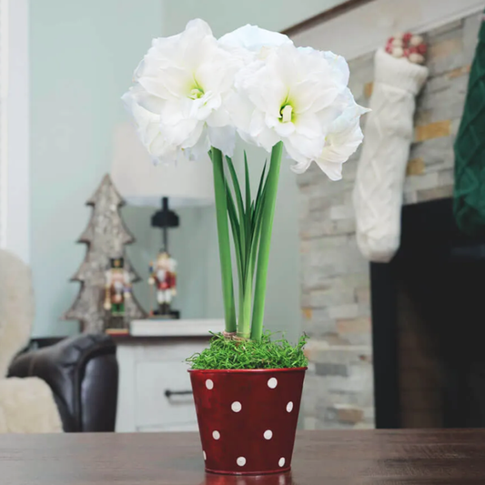 Let it Snow Single Alfresco Potted Amaryllis Bulb Gift