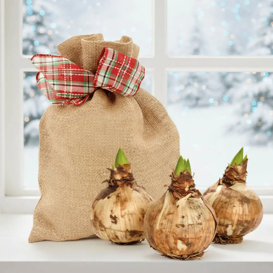 Grow Your Own Red Lion Amaryllis Bulbs