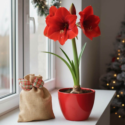 Grow Your Own Red Lion Amaryllis Bulbs