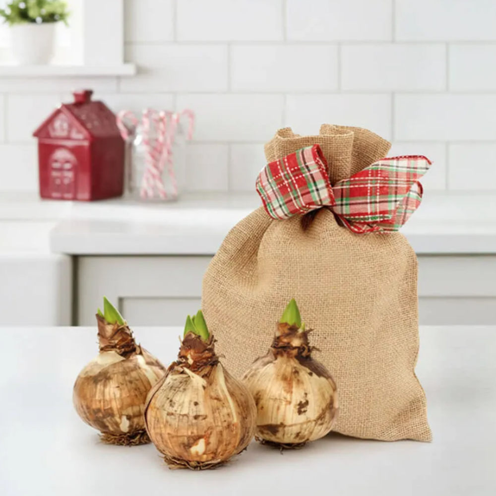 Grow Your Own Minerva Amaryllis Bulbs