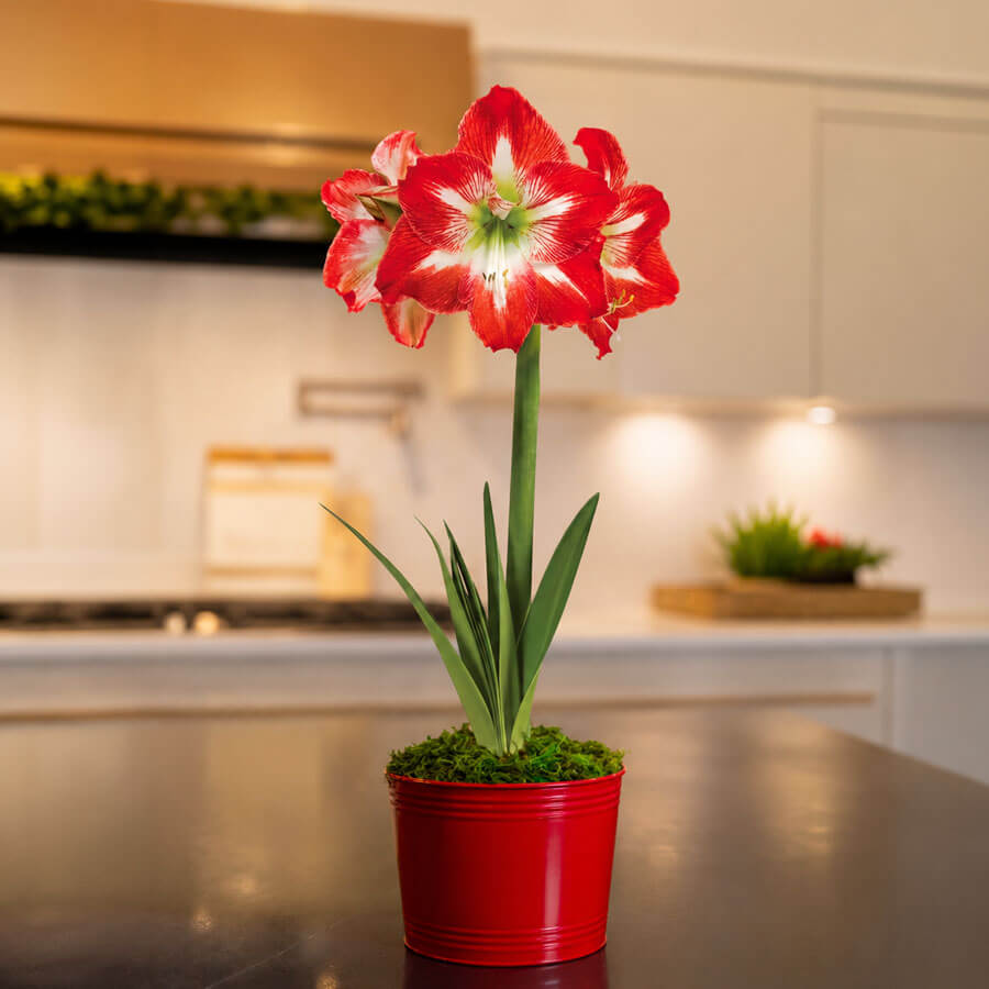 Holiday Cheer Minerva Amaryllis Gift