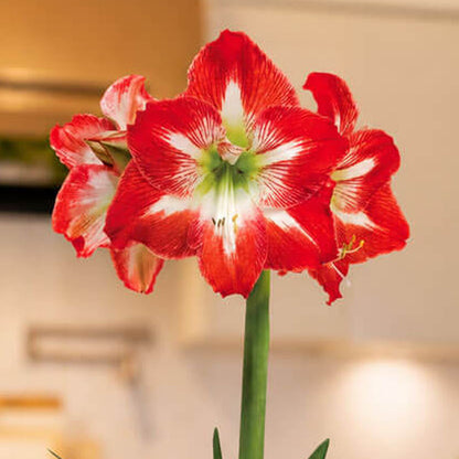Holiday Cheer Minerva Amaryllis Gift
